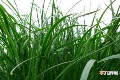 【种植】黑麦草种植详细步骤