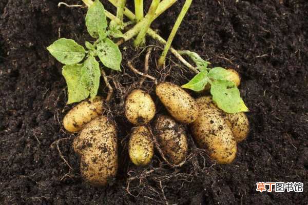 【种植】土豆种植方法