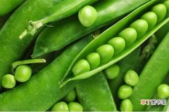 【种植】豌豆种植时间 豌豆种植方法