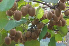 【桃】猕猴桃的种植方法