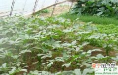 【种植】黄秋葵种植的高产栽培技巧