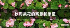 【海棠花】秋海棠花的寓意和象征