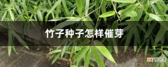 【种子】竹子种子怎样催芽