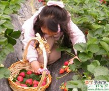 【冬季】种草莓冬季覆盖需注意