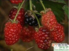 【树莓】人工栽培树莓技术