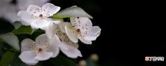 【花】木香花种植养护方法