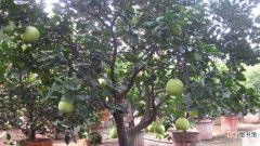 【柚子】种植柚子树的方法