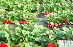 【防治】种草莓草莓园杂草要勤防治