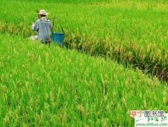 【水稻】种水稻如何田间化学除草