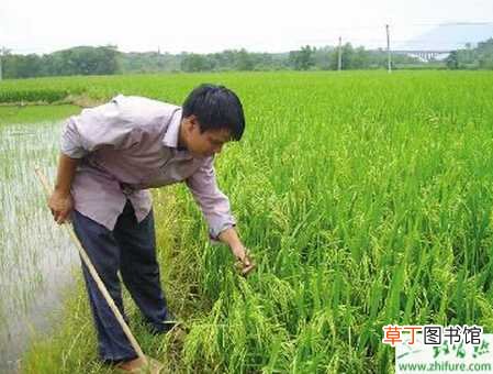 【移栽】种水稻秧苗移栽前需要注意的