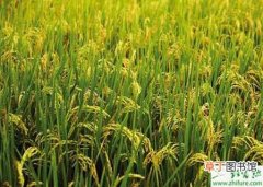 【病虫害】水稻中晚期病虫害的防治