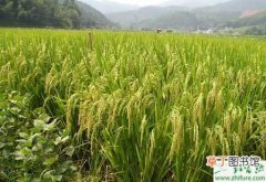 【施肥】种水稻“三控”施肥问题