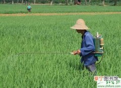 【经验】田间如何管理水稻的经验