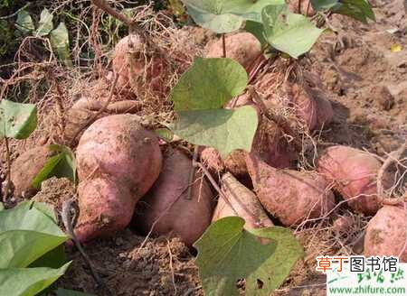 【红薯】种红薯不翻藤产量会更高
