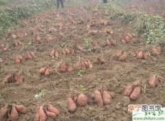 【施肥】种甘薯测土配方施肥技术