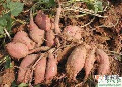 【经验】六月栽甘薯的田间管理经验
