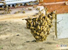 新收蜂群的两个必要条件对于新收蜂群来说，新收蜂群的必要条件