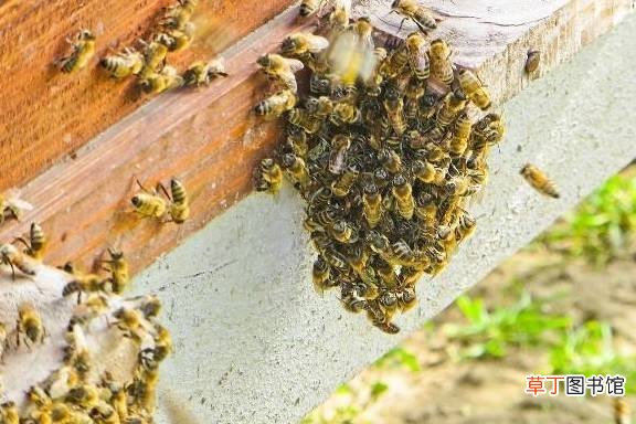 新收蜂群的两个必要条件对于新收蜂群来说，新收蜂群的必要条件