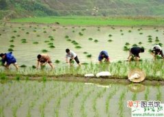 【水稻】大田栽培管理水稻的经验