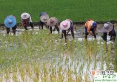 【种子】用药处理种子可以防治水稻恶苗病