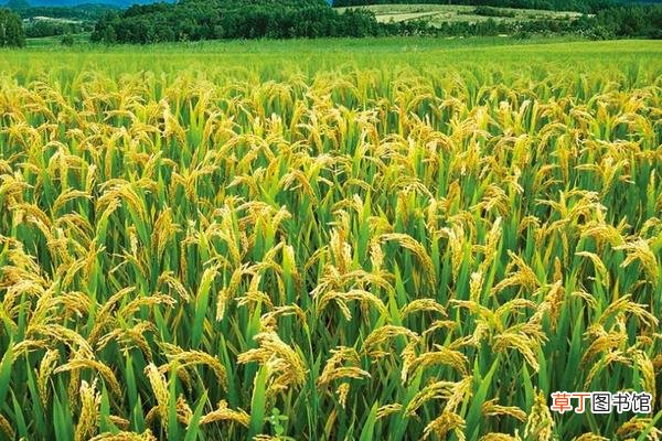 【高产】种水稻合理追施水稻孕穗肥促高产