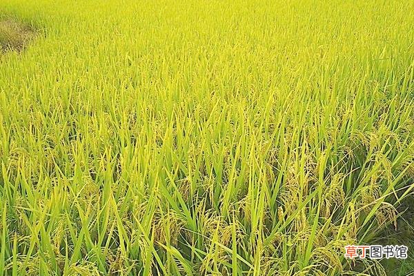 【高产】种水稻合理追施水稻孕穗肥促高产
