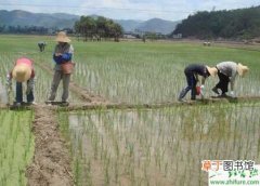 【水稻】种水稻田耕整地和秧前需除草