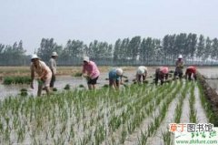 【高产】水稻高产栽培肥水管理