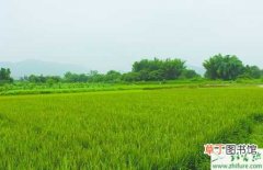 【方法】种水稻产生药害的判断方法