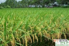 【水稻】种水稻灌浆期的管理要点