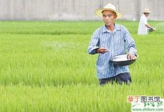 【水稻】7招辨杂交水稻种子真假