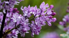 【丁香】怎么种紫丁香种子