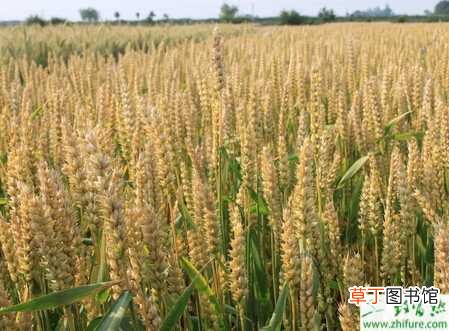 【施肥】种小麦施肥注意少磷多钾