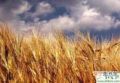 【小麦】种小麦施用腊肥要三注意