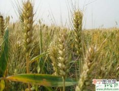 【小麦】种小麦防止小麦旺长措施