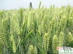 【小麦】种小麦中后期管理须跟进