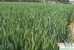 【施肥】种小麦返青期如何看苗施肥