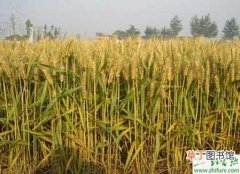 【小麦】种小麦沼液浸种促增产办法