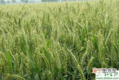 【小麦】种小麦施腊肥有讲究