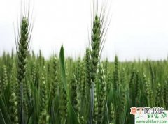 【种子】种小麦种子处理技巧
