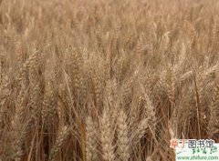 【施肥】种冬小麦施肥技术要点