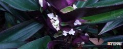 【扦插】紫背兰繁殖扦插方法
