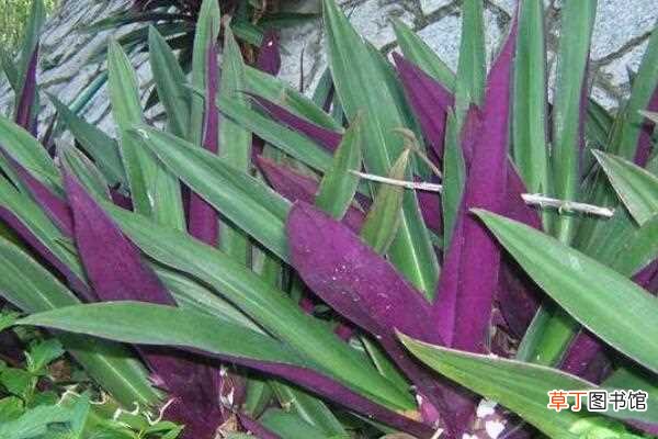 【扦插】紫背兰繁殖扦插方法