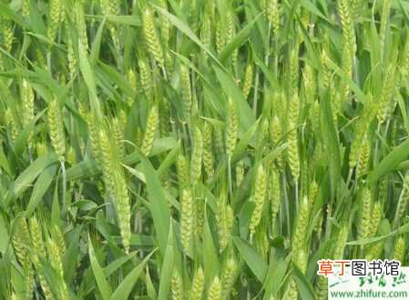 【小麦】种小麦开春要4防