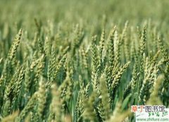 【小麦】种小麦吸浆虫防控迫在眉睫