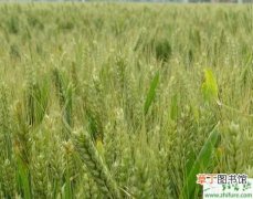 【小麦】种小麦冬灌应注意的问题