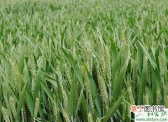 【播种】种小麦播种期病虫防治