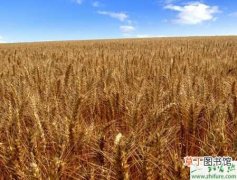 【小麦】种小麦后期注意防干热风