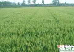 【小麦】种小麦产量高 要喷叶面肥