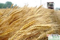 【小麦】如何培育小麦冬前壮苗